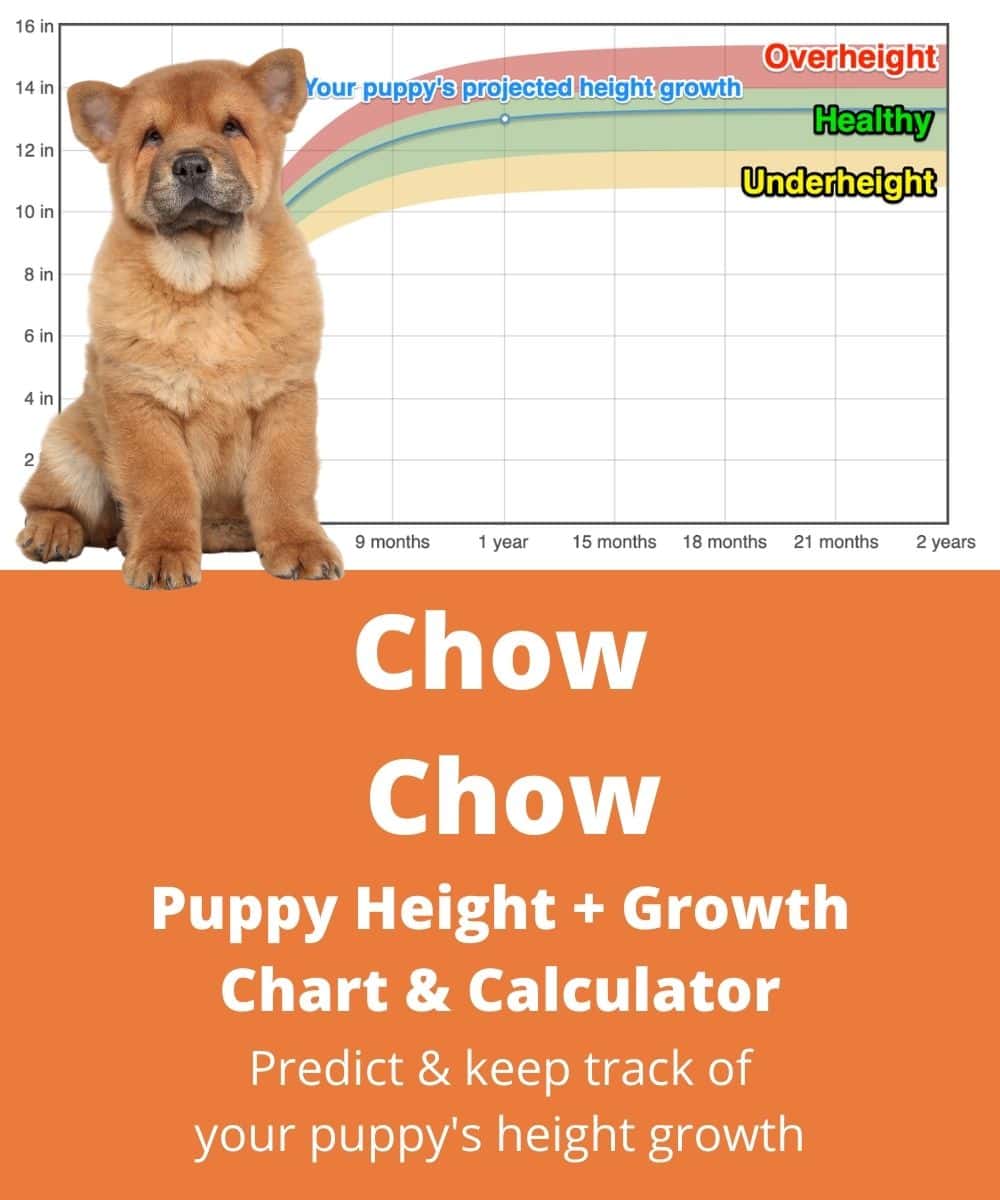 chow-chow Puppy height Growth Chart chow-chow Puppy height Growth Chart